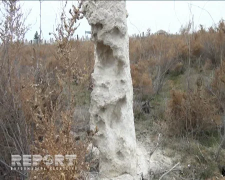 Goranboyda qəbirlər canlıların qida mənbəyinə çevrilib - FOTO