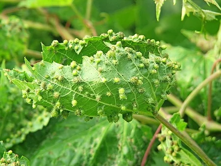 ​Azərbaycanın yerli üzüm genofondu məhv olmaq üzrədir