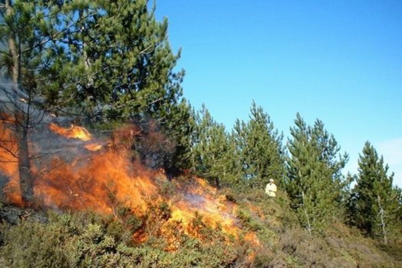 Пожар в лесной местности в Габале потушен