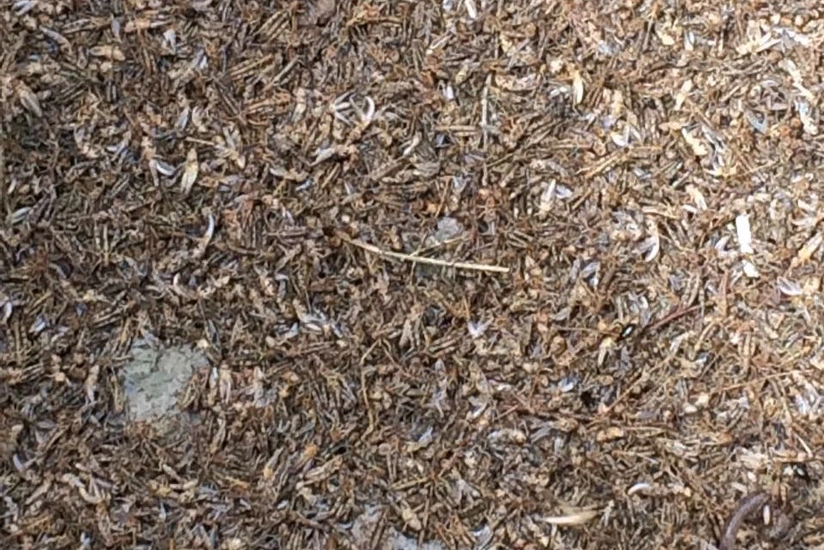 Azərbaycanda çəyirtkələr kütləvi şəkildə məhv edilib