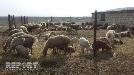 Tərtərdə xəstəlik səbəbindən 500-dən çox heyvan tələf olub - FOTO