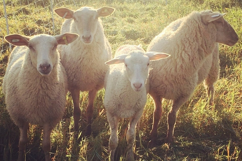 Azərbaycan Qazaxıstandan qoyun idxalını bərpa edib