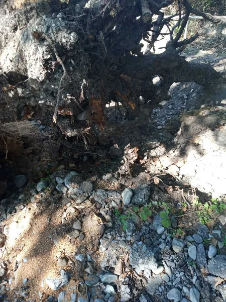Şəkidə ağacın qaz xəttinin üzərinə aşması 500 abonenti qazsız qoyub