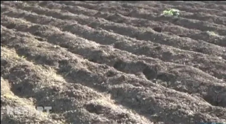 Cəlilabadda əkin sahələri su altında qalıb, kartof toxumları çürüyüb