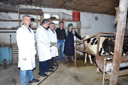 Tovuzda epizootiya əleyhinə profilaktik tədbirlərə başlanılıb