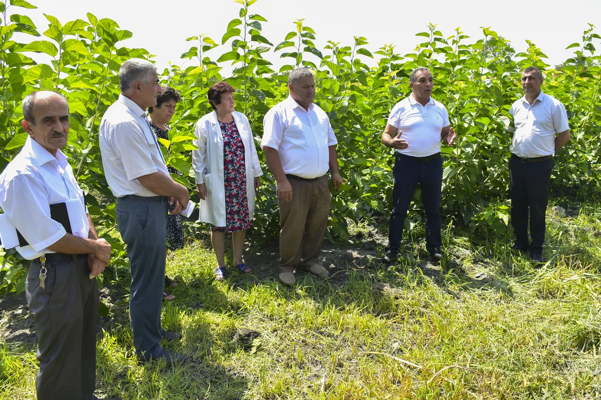 Bu il 25 rayonda tut ipəkqurdunun II yemlənməsi həyata keçiriləcək