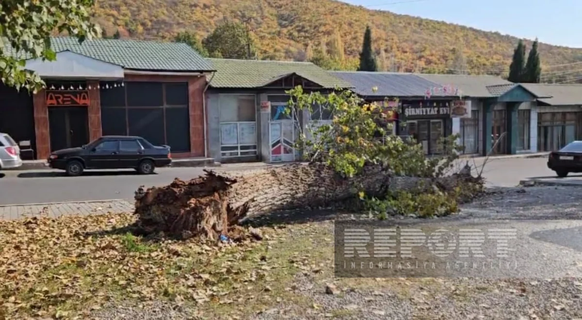 Сильный ветер в Шеки вызвал ряд последствий