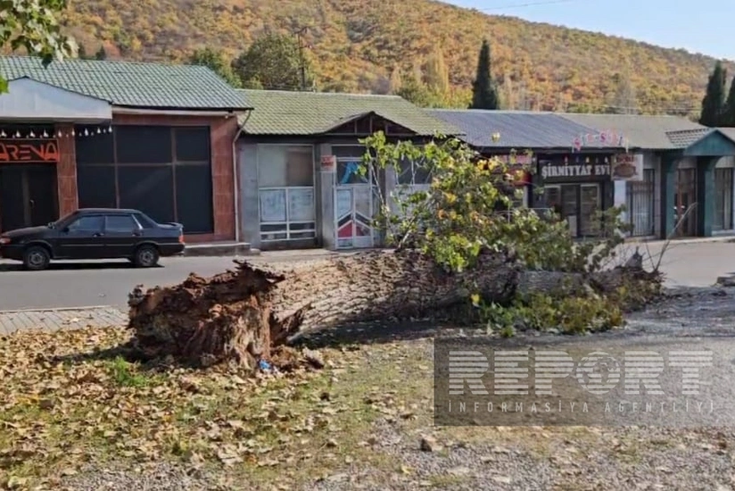 Сильный ветер в Шеки вызвал ряд последствий