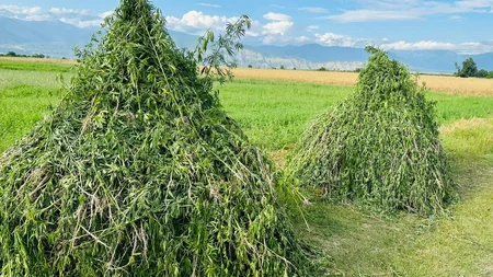 Şəkidə 12 ton narkotik tərkibli bitki məhv edilib