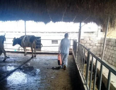 Bakı, Salyan, Hacıqabul və Saatlıda yerləşən təsərrüfatlarda dezinfeksiya tədbirləri görülür