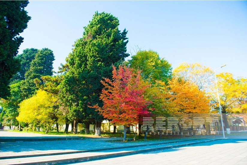 Lənkəranda Qızıl payız - FOTOREPORTAJ