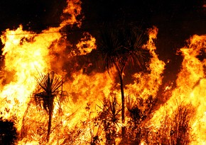 В России зафиксировали 112 очагов лесных пожаров