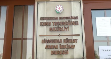 Biləsuvarda pomidorun məhsuldarlığı aşağı düşüb