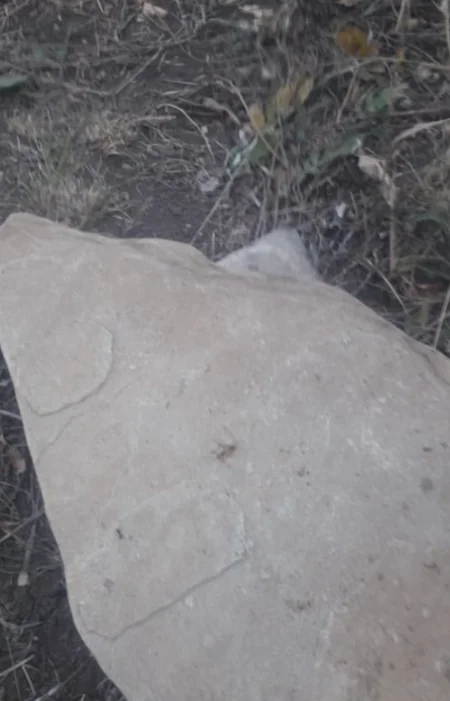 Şabranda meşəni bal yığmaq üçün yandırıblar - RƏSMİ