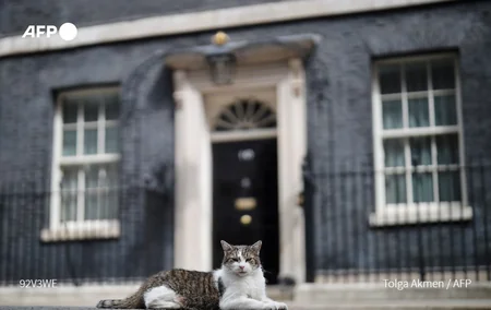 Главный британский мышелов отметил 10 лет работы