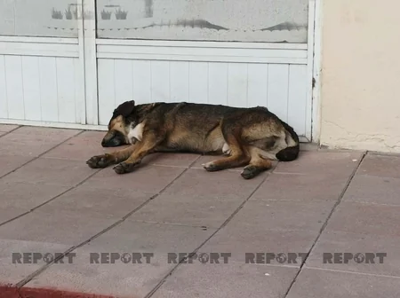 Xaçmazda 350 nəfərə yaxın şəxs sahibsiz itlərin hücumuna məruz qalıb