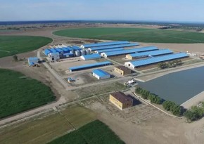 Хачмазский агропарк ликвидируется