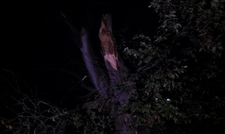 Lənkəranda güclü külək fəsadlar törədib - FOTO