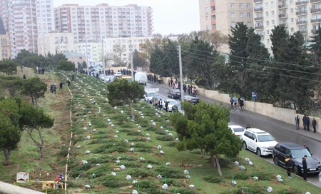 Səbaildə ağacəkmə aksiyası keçirilib