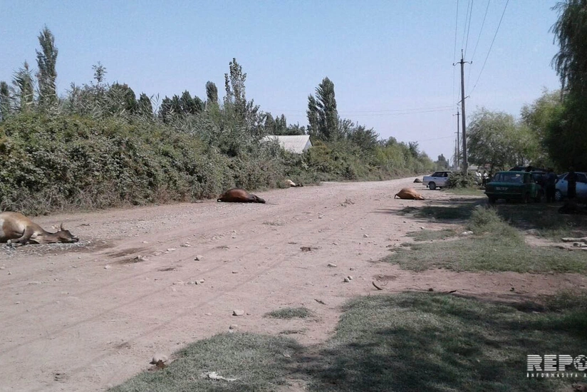 Ağdaşda canavarlar örüşdə otlayan mal-qaranı parçalayıb