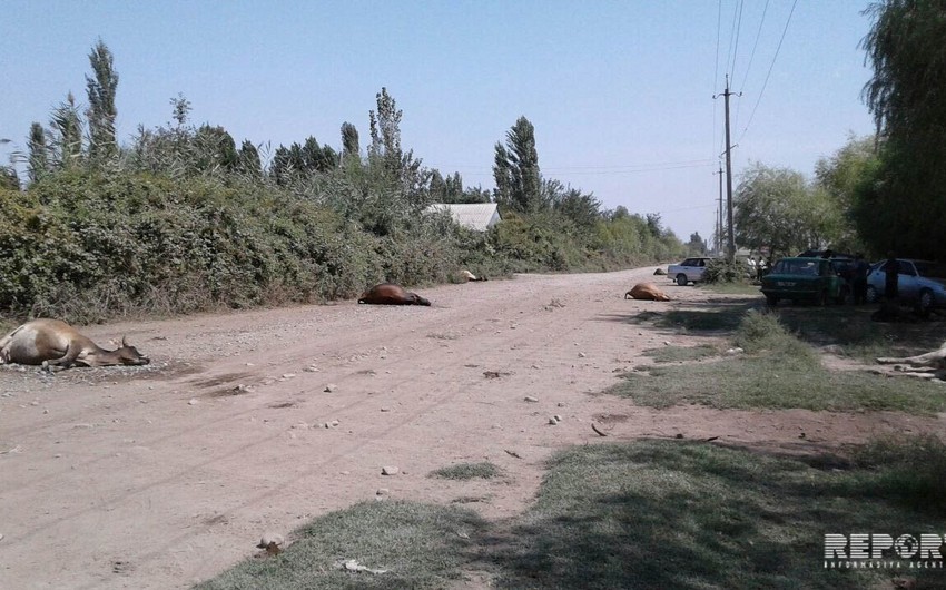 Ağdaşda canavarlar örüşdə otlayan mal-qaranı parçalayıb