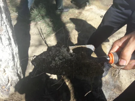 Nazirlik Bakıda ağacları məqsədli şəkildə məhv edən restoran sahibini 57 min 360 manat cərimələyib