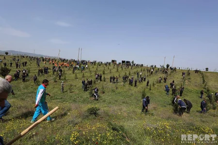 Bu gün Gəncədə 10 mindən çox ağac əkilib - FOTO