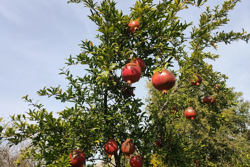 Assosiasiya: Bu il Azərbaycanda bəzi nar bağlarında məhsul xarab olub