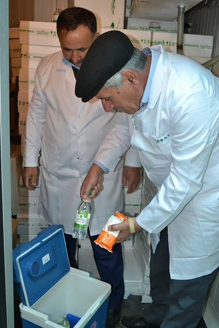 Masallıda heyvanlar arasında profilaktik peyvəndləmə tədbirləri aparılır