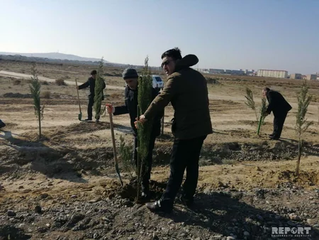 Payız ağacəkmə kampaniyası Şirvan şəhərində davam etdirilib