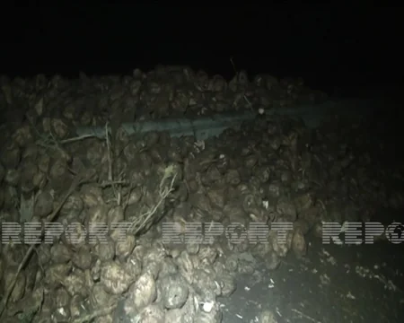 Goranboyda şəkər çuğunduru daşıyan yük maşını aşıb