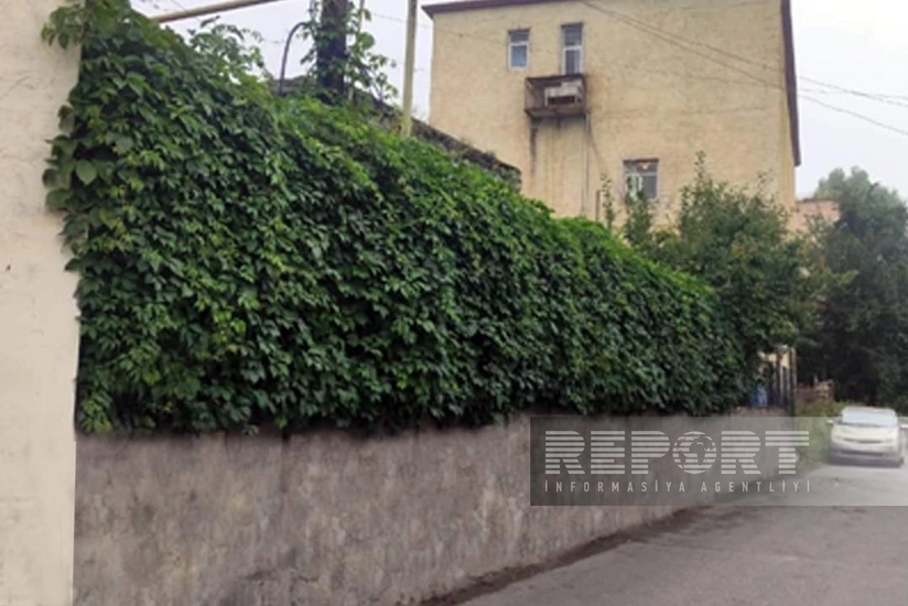 Daşkəsəndə yaşıl divarlar yaradılır