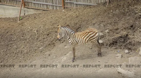 Tbilisi zooparkının sevimli və nəcib sakinləri - Azərbaycanın hədiyyəsi - VİDEOREPORTAJ