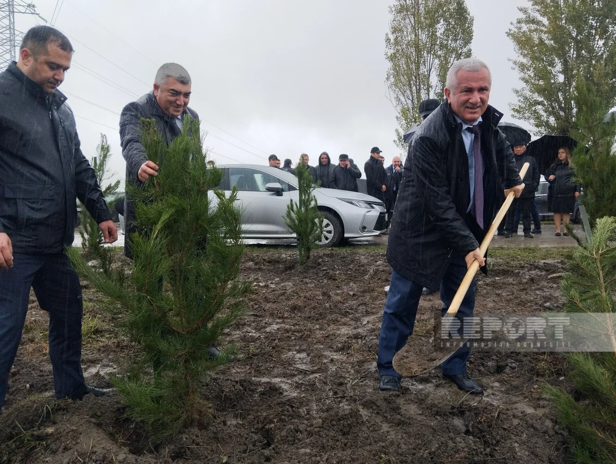 Qubada ağacəkmə aksiyası keçirilib