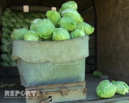 Ağdaşda yazlıq kələm yığımına başlanıb