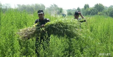 Ağstafada 15 500 yabanı çətənə kolu məhv edilib