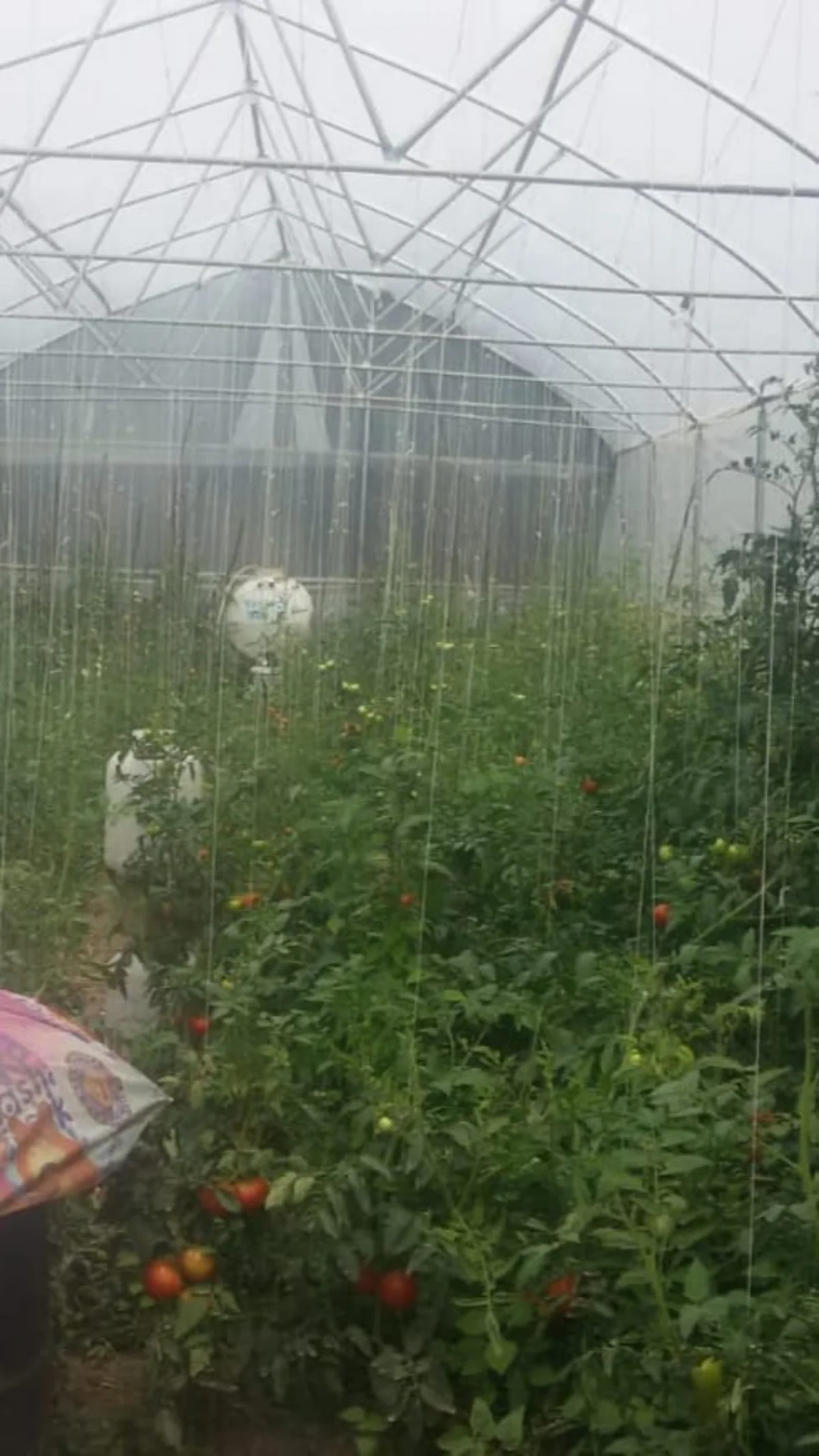 Polis İsmayıllıda əməliyyat keçirib, saxlanılanlar var