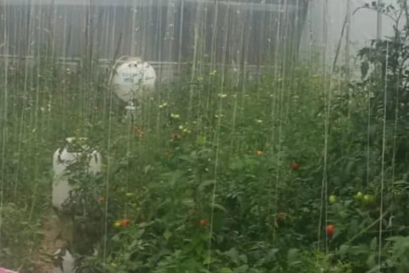 Polis İsmayıllıda əməliyyat keçirib, saxlanılanlar var