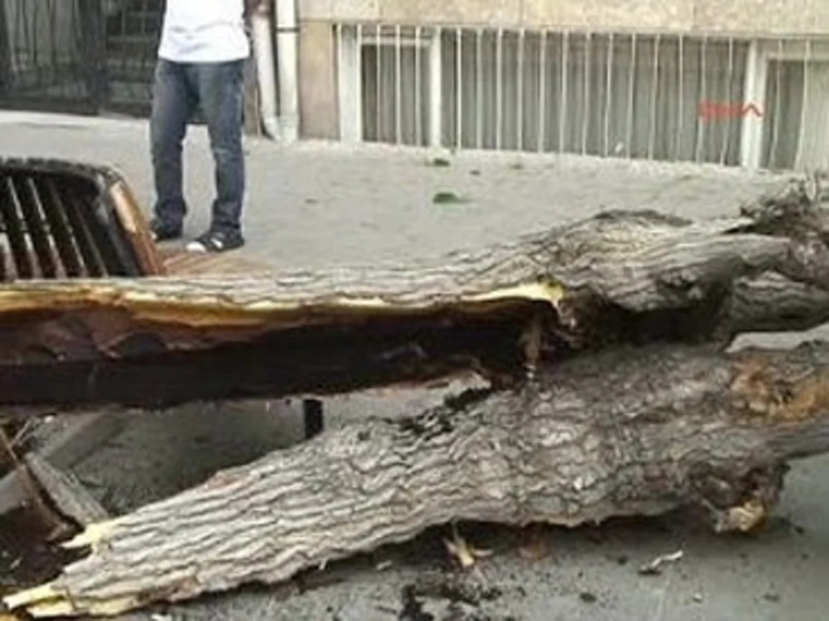 Başına ağac düşən Göyçay sakini dünyasını dəyişib