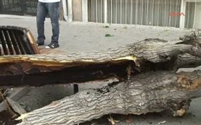 Başına ağac düşən Göyçay sakini dünyasını dəyişib