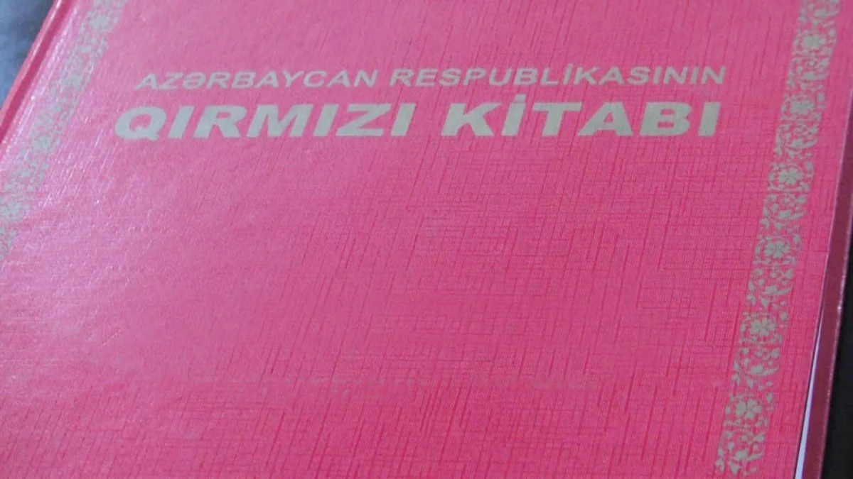 Azərbaycanın II Qırmızı kitabına daxil edilən heyvanların sayı açıqlanıb