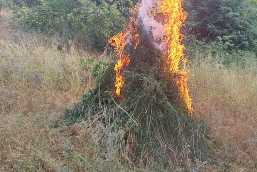 Xocavənddə narkotik tərkibli bitkilər aşkarlandı