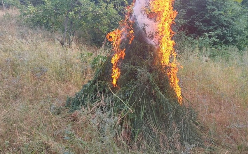 Xocavənddə narkotik tərkibli bitkilər aşkarlandı