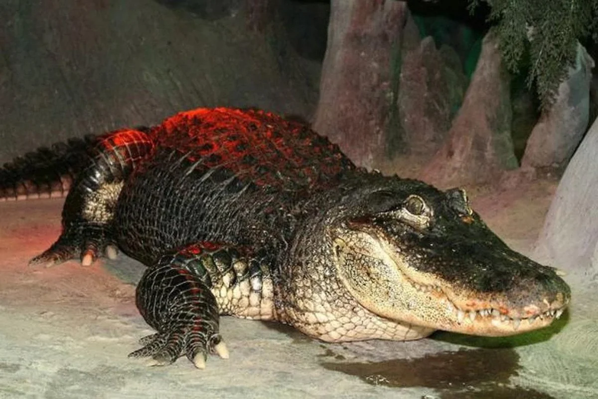 84-year-old alligator dies at Moscow Zoo