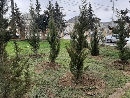 Bakıda kəsilən 6 sərv ağacının əvəzinə yeniləri əkilib