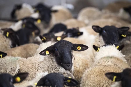 Avropadan Azərbaycana cins qoyunlar gətirilib