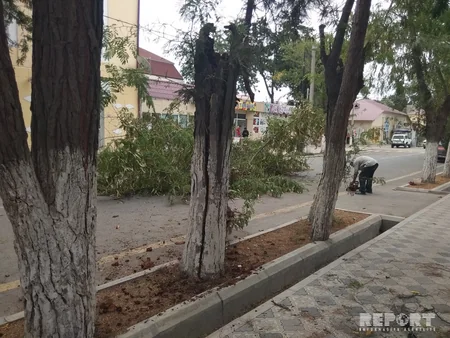 Salyanda güclü külək bir neçə ağacı aşırıb - FOTO