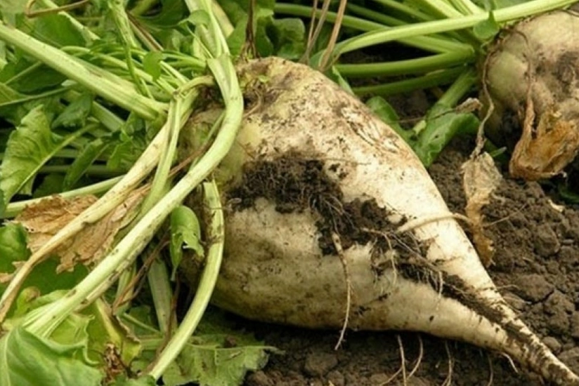 Cəlilabadda şəkər çuğundurunun yığımı başlayıb, gəmiricilər məhsuldarlığı aşağı salıb