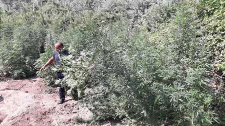 Beyləqanda Qara ləqəbli narkotik alverçisi saxlanılıb