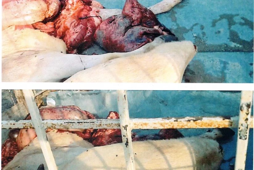 В Агдаме найдено 120 кг непригодного к употреблению мяса